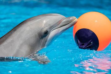 Baby Dolphin