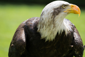 Bald eagle close up, bird of prey