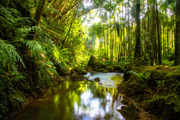 Jungle river in woods