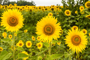 Field of sunflower