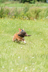 dog running with duck covering the face