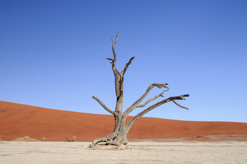 Dead acacia trees and dunes in the Namib desert / Dunes and dead acacia trees in the Namib desert,...