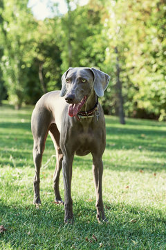 Close up of weimaraner.