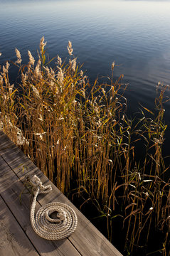 Bulrush