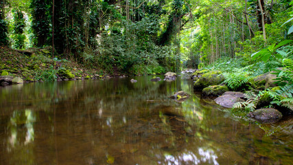 Obraz premium Jungle water