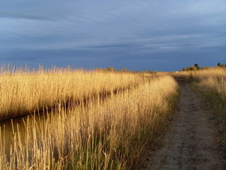 Paysage de camargue