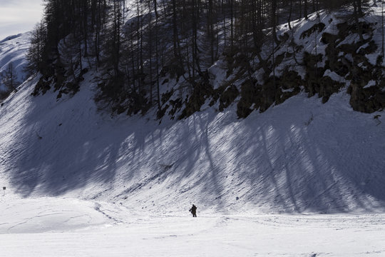 Hikers on the winter snow are surmounted by trees which project their shadows on the snow. Alpe Devero Natural Park, Piedmont, Italy