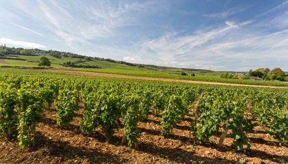 Fototapeta na wymiar Vignes en Bourgogne