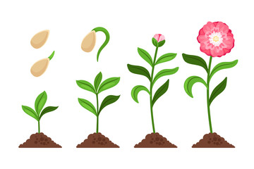 Pink flower growth process icons