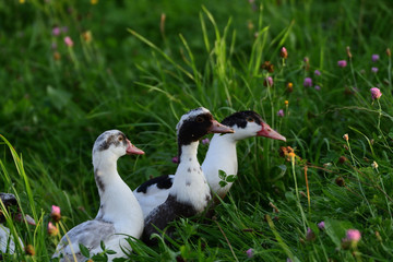 goose walking and grazing the grass