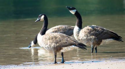 Wohlgenährte Wildgänse