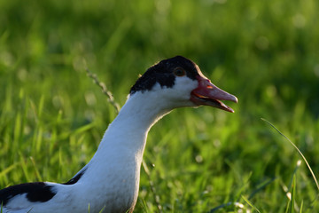 goose walking and grazing the grass