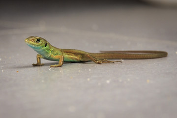 Fototapeta premium Portrait einer Echten Eidechse (Lacertidae)