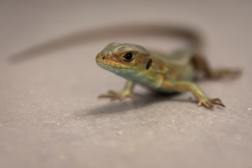 Portrait einer Echten Eidechse (Lacertidae)