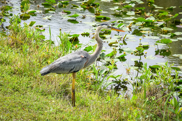 Bird in marsh