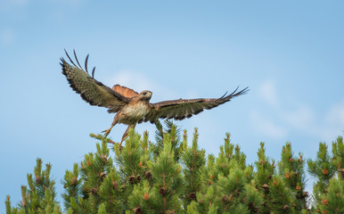 Hawk
