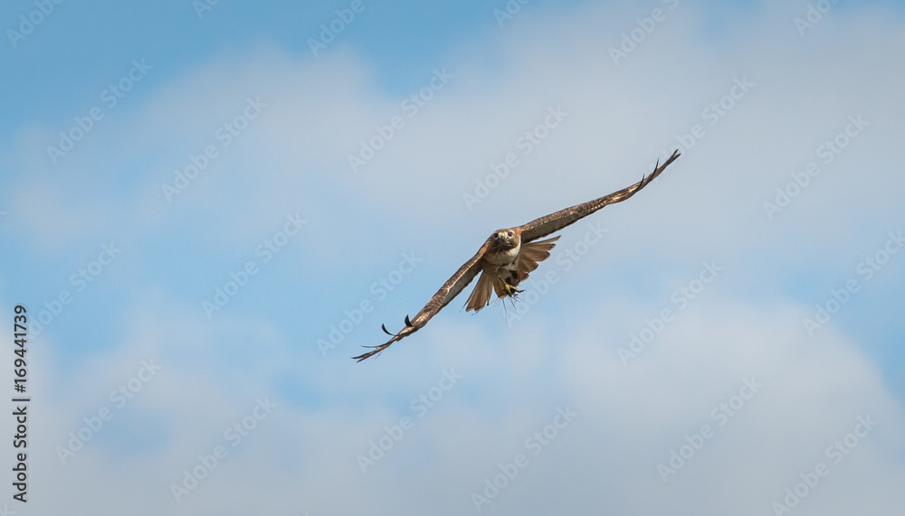 Wall mural hawk