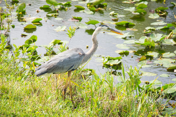 Bird with big beak near water