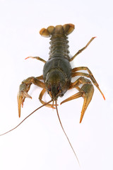 Crayfish living in a river, on a white background
