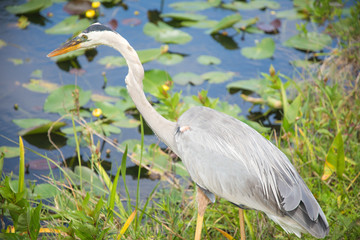 Bird by lily pads