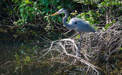 Bird standing over water