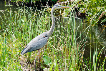 Bird and tall grass