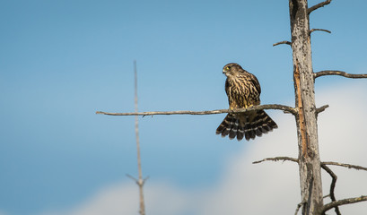 Hawk