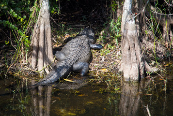 Alligator walking into the woods