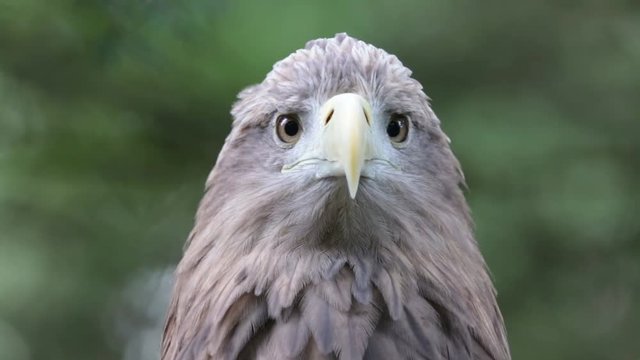 Seeadler 13 Einstellungen, Nahe, Halbnahe, Blick in die Kamera