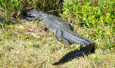 Alligator walking away