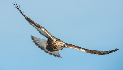Hawk