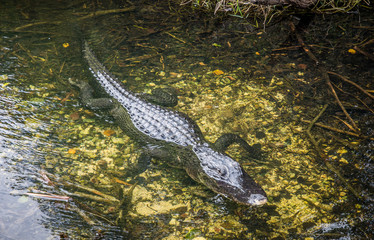 Alligaotr in water