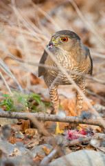sharp-shinned-hawl