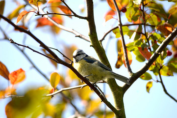 Blaumeise sitzt in einem Baum