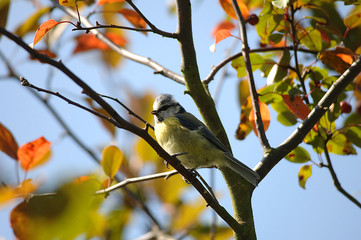 Blaumeise sitzt in einem Baum