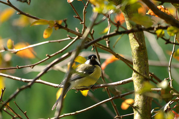 Blaumeise sitzt in einem Baum