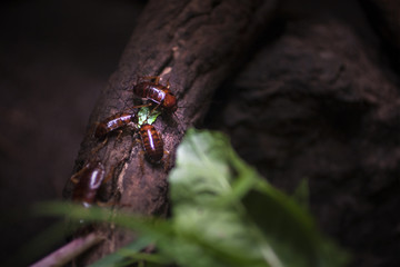 Cockroaches on wood. 