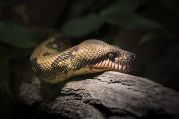 Snake face on wood. 