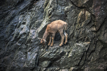 Poor goat eating among rocks in dangerous nature. 