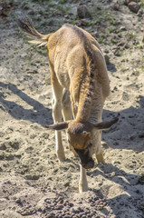 Młoda antylopa gnu © Asfodel