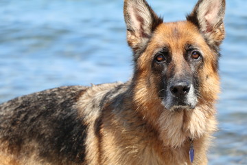 German Shepherd