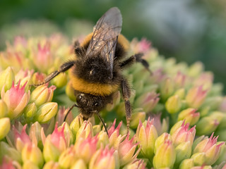 bee