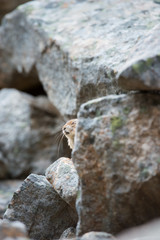 Pika