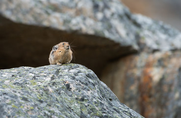 Pika