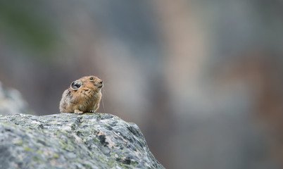 Pika