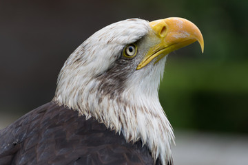 Bald eagle close up, bird of prey