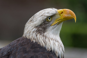 Bald eagle close up, bird of prey