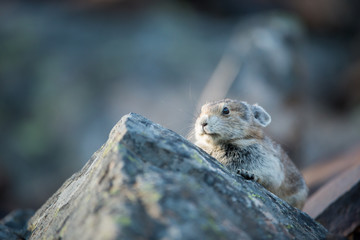 Pika