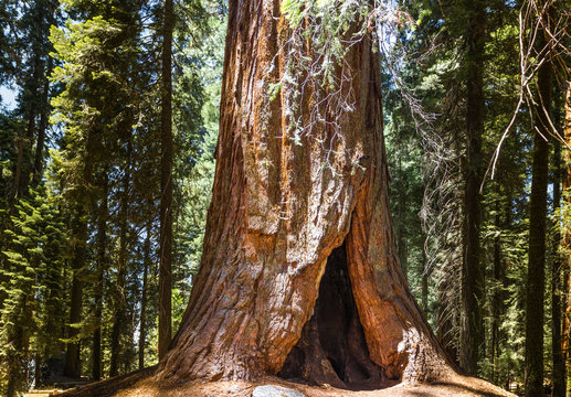 Sequoia National Park, California, USA