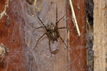 spider spinds his web in the tree